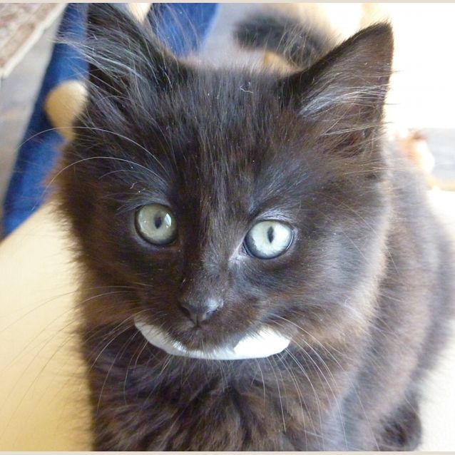 Photo of Oscar