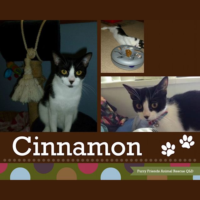 Photo of Cinnamon