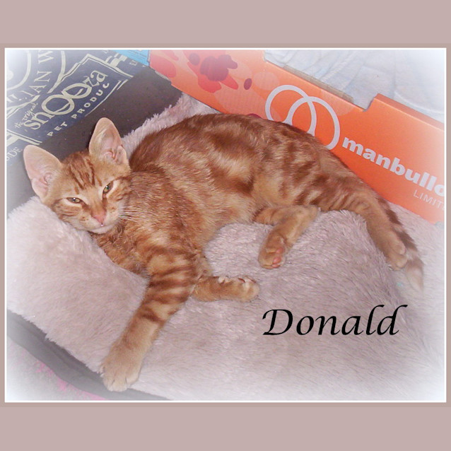 Photo of Donald