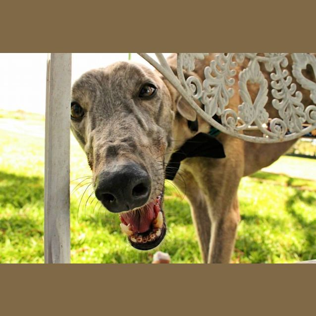 Photo of Long Tall "Cliffy"