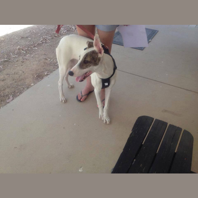 Photo of Gina "G Nome" (Honourary Greyhound)