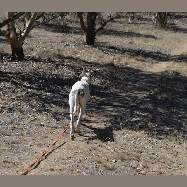 Photo of Gina "G Nome" (Honourary Greyhound)