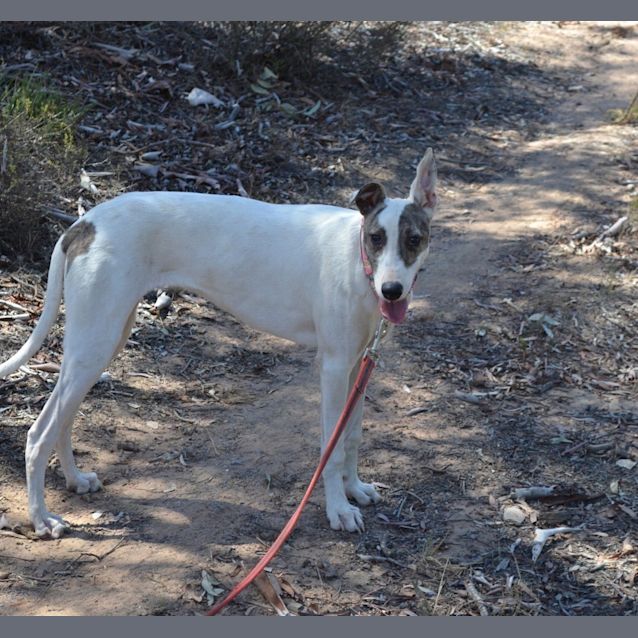 Photo of Gina "G Nome" (Honourary Greyhound)