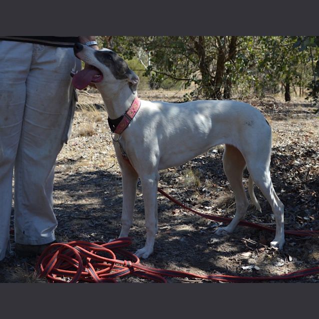 Photo of Gina "G Nome" (Honourary Greyhound)