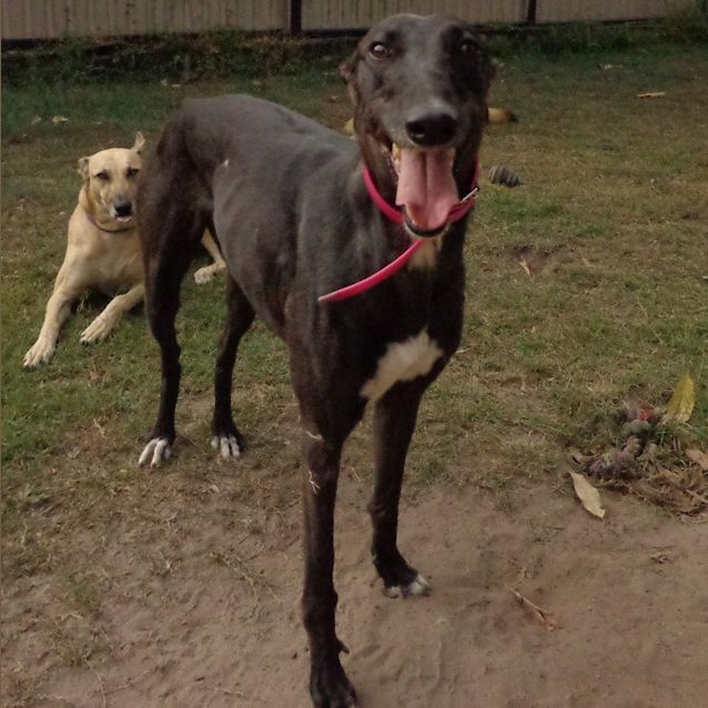 Photo of Little "Skye"