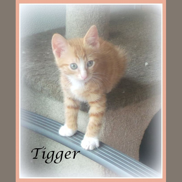 Photo of Tigger