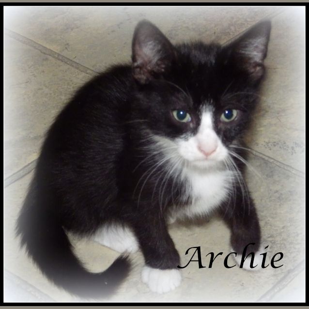 Photo of Archie