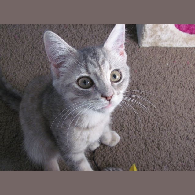 Photo of Laya