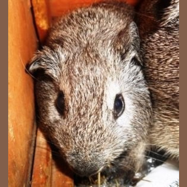 Photo of Bugsie