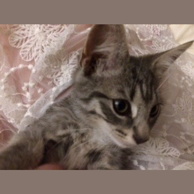 Photo of Pepper