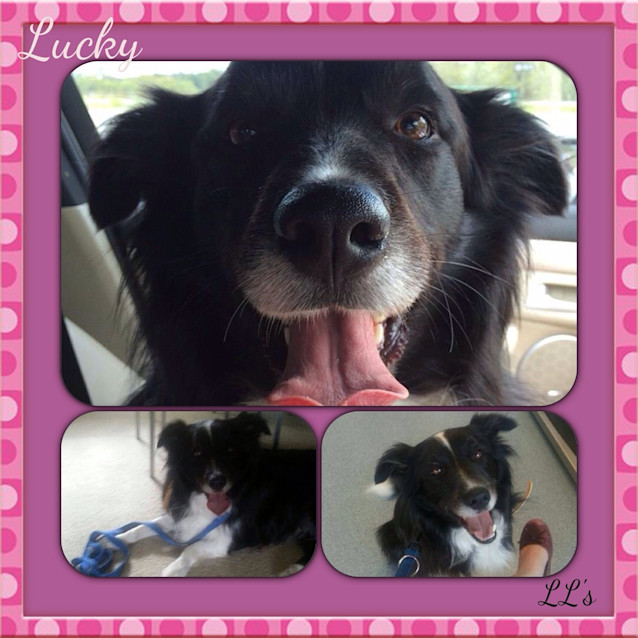 Photo of Lucky