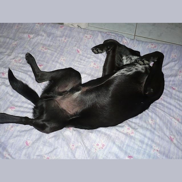 Photo of Speedy