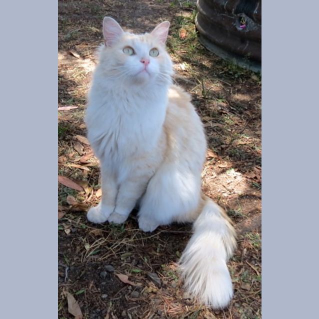 Photo of Lucky   Purrfect Match