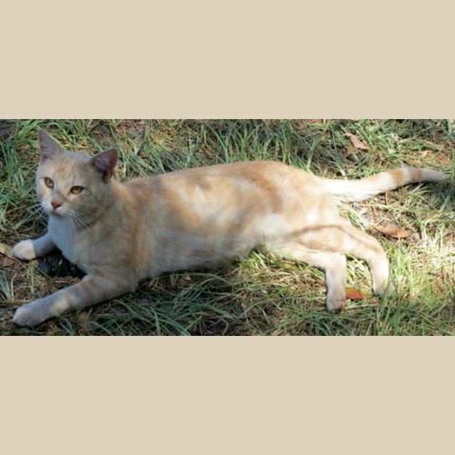 Photo of "Basil"   Purrfect Match