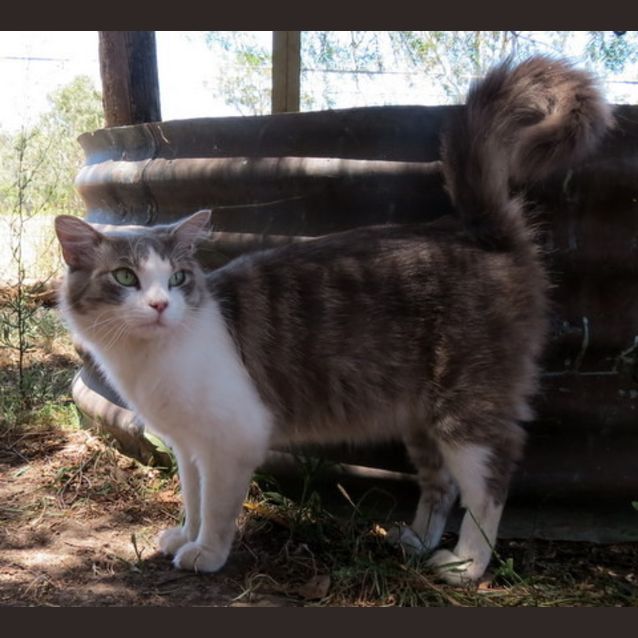 Photo of "Brad"   Purrfect Match