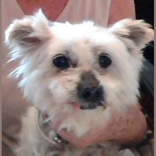 Photo of Mitzy (Squawks Pet Store)