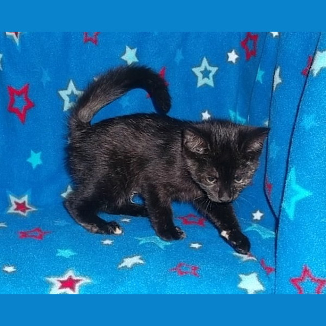 Photo of Shadow
