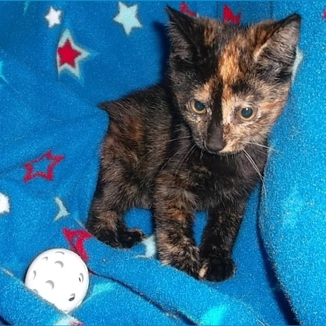 Photo of Pippy