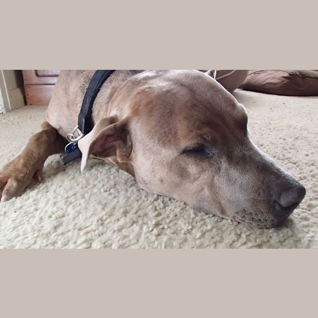 Photo of Jax