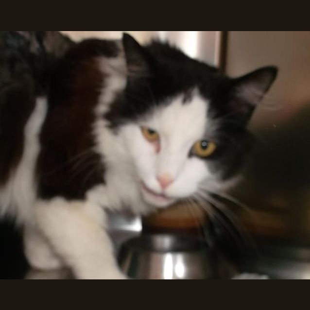 Photo of Bronson