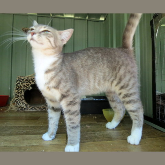 Photo of "Juliet (And Romeo)"   Purrfect Match