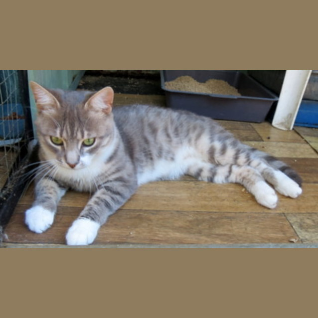 Photo of "Romeo (And Juliet)"   Purrfect Match