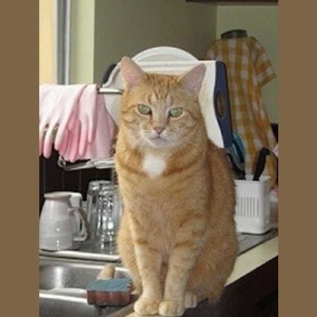 Photo of O'malley (Ec0004)