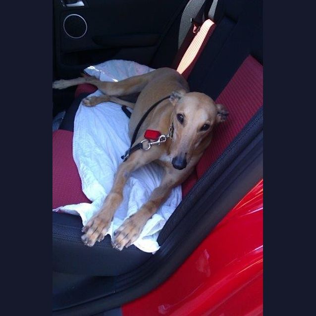 Photo of Scrumptious Sophie