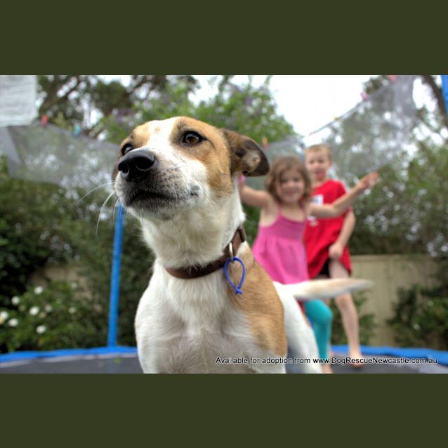 Photo of Dotti (On Trial 3/10/14)