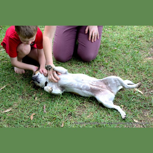 Photo of Dotti (On Trial 3/10/14)