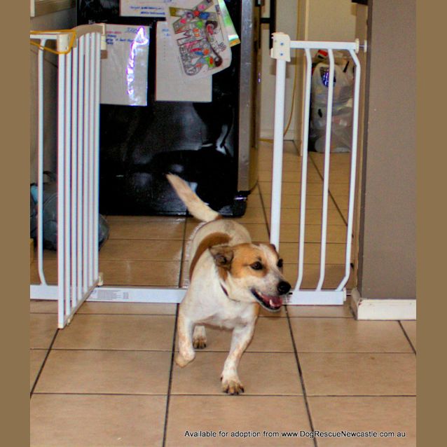 Photo of Dotti (On Trial 3/10/14)