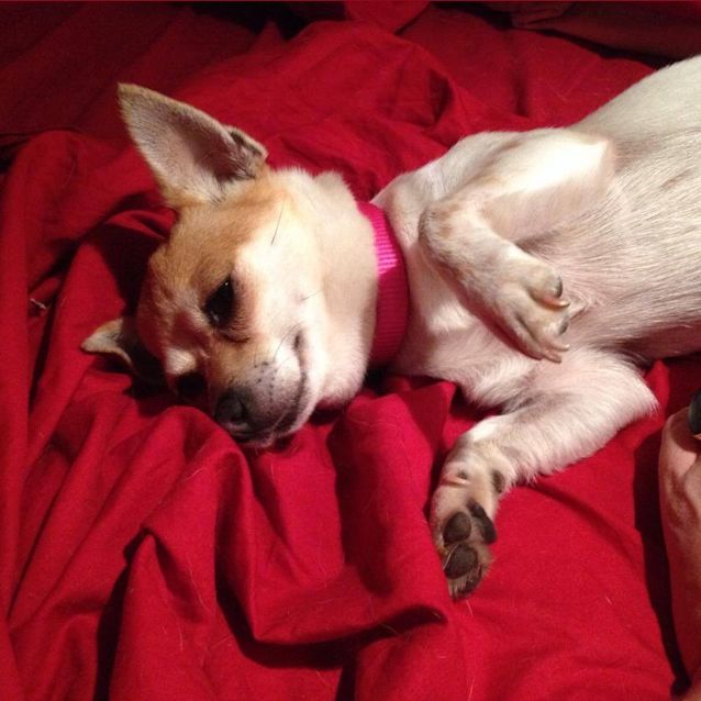 Photo of Annie