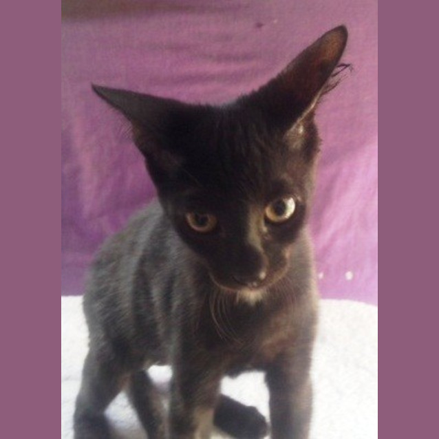 Photo of Lulu
