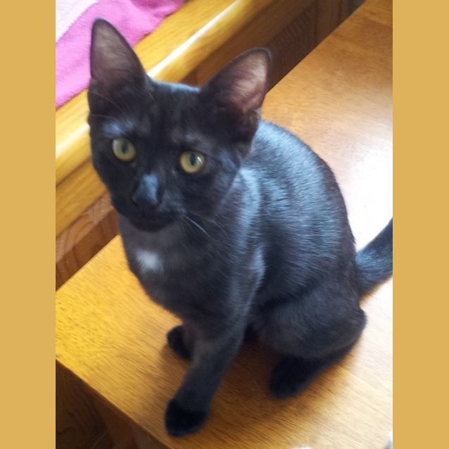 Photo of Darnelle (Kitteh)