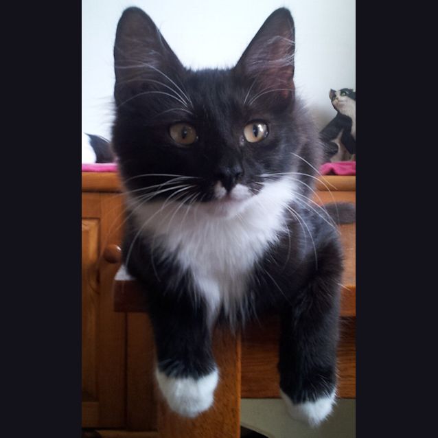 Photo of Dante & Disco