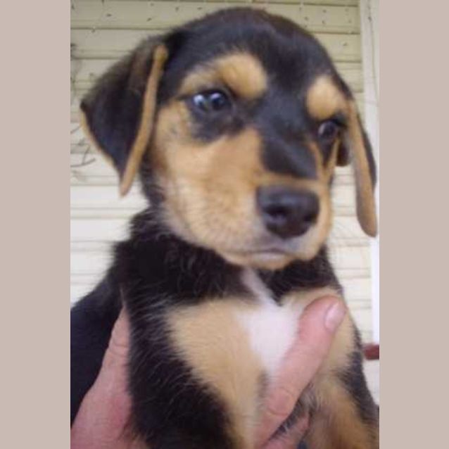 Photo of Basil