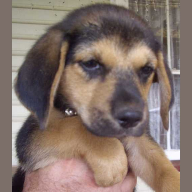 Photo of Beagle Bailey
