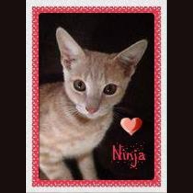 Photo of Ninja