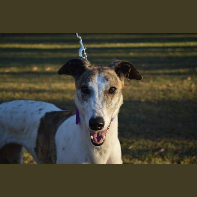 Photo of Sandy (Checking Out My New Home)