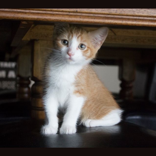 Photo of Spike