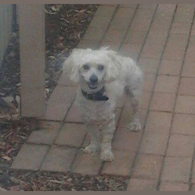Photo of Buddy