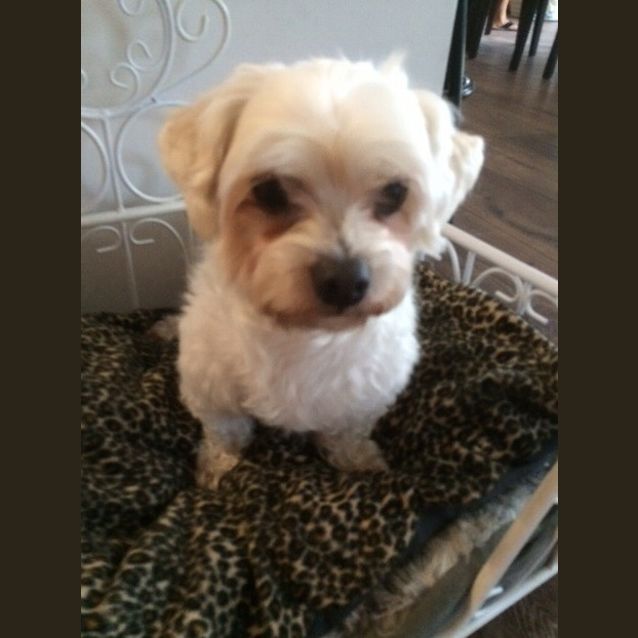 Photo of Bosco On Trial In His New Home