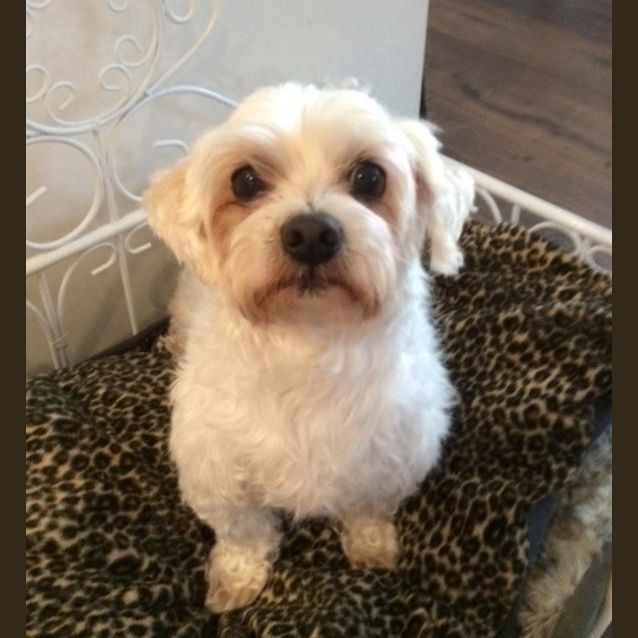 Photo of Bosco On Trial In His New Home