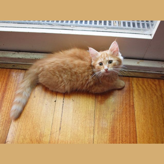 Photo of Archer