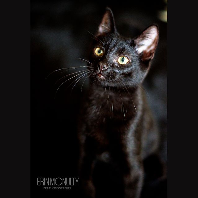 Photo of Bob   Sensitive New Age Kitty