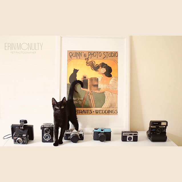 Photo of Bob   Sensitive New Age Kitty