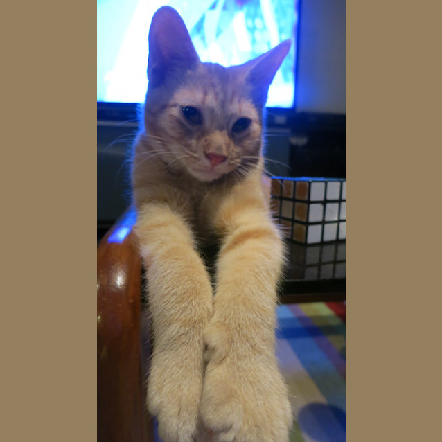 Photo of Scooter
