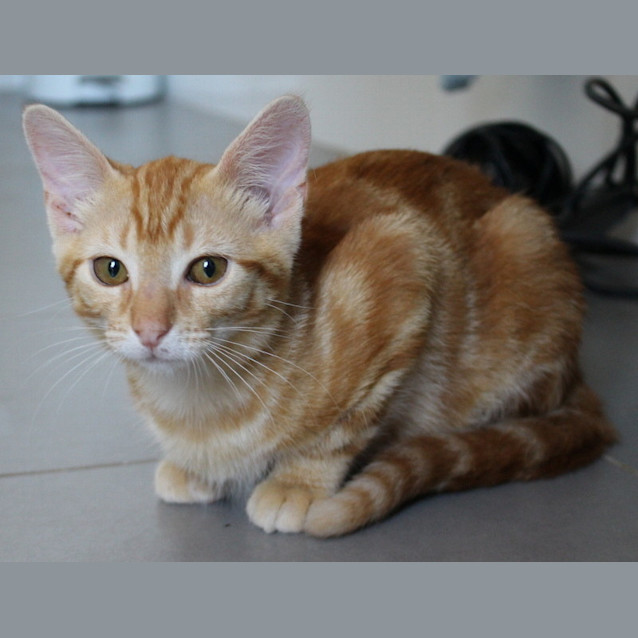 Photo of Mr Purrs