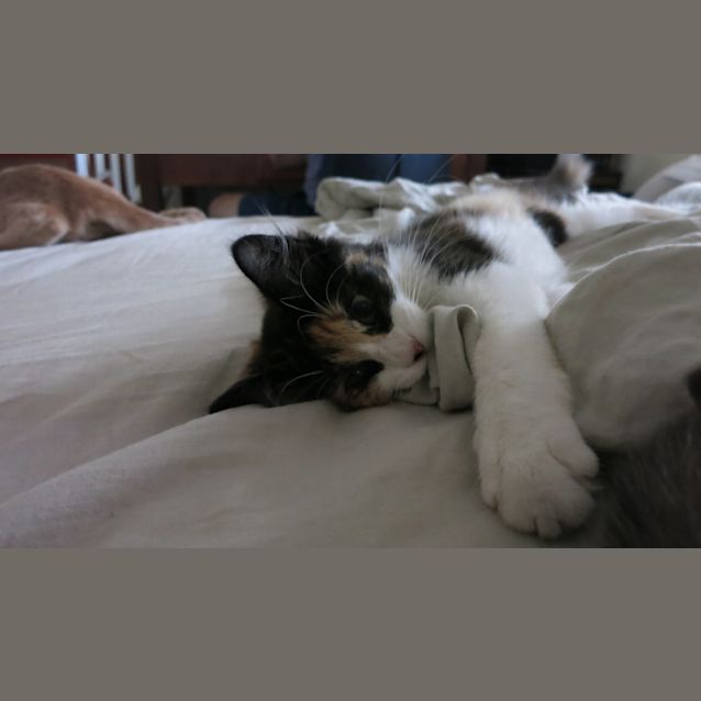 Photo of Princess