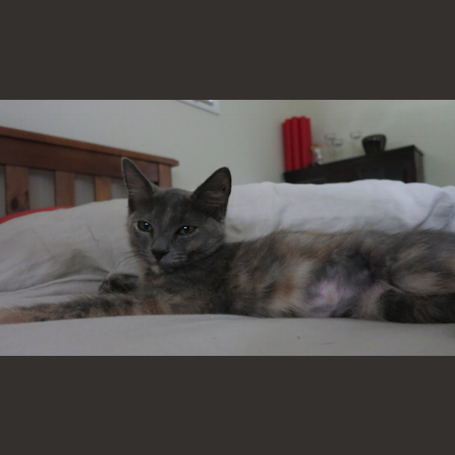 Photo of Lady